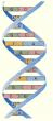Emission radio: Enzyme et ADN ( 12 septembre 2011 )