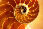Emission radio: Les mollusques ( 14 novembre 2011 )